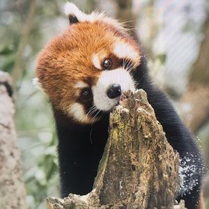 Meet your Posher, Lowe